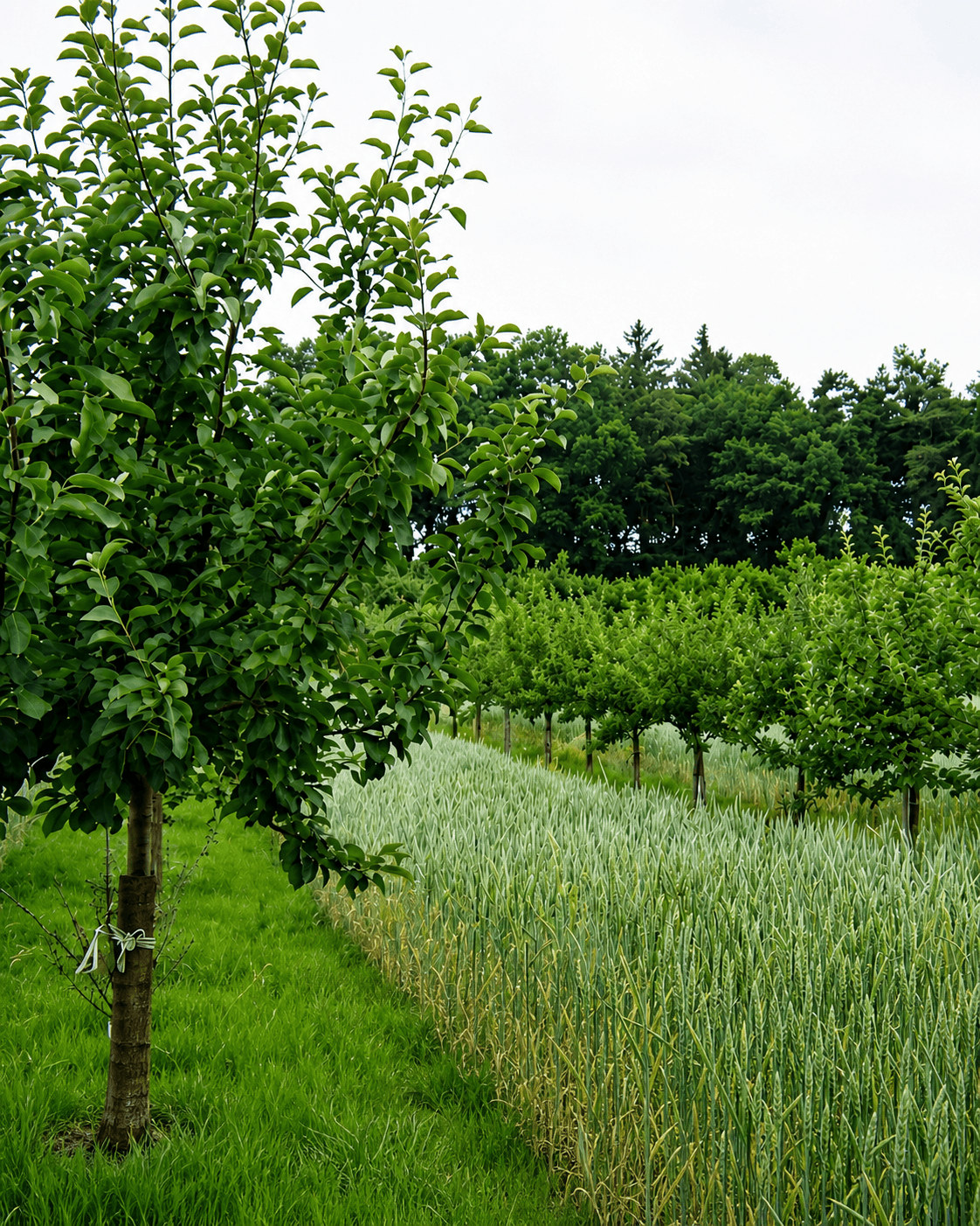 Agroecological orchard and crop fields
