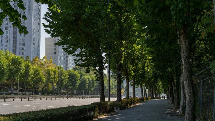 Trees are climate infrastructure, not just city dressing.