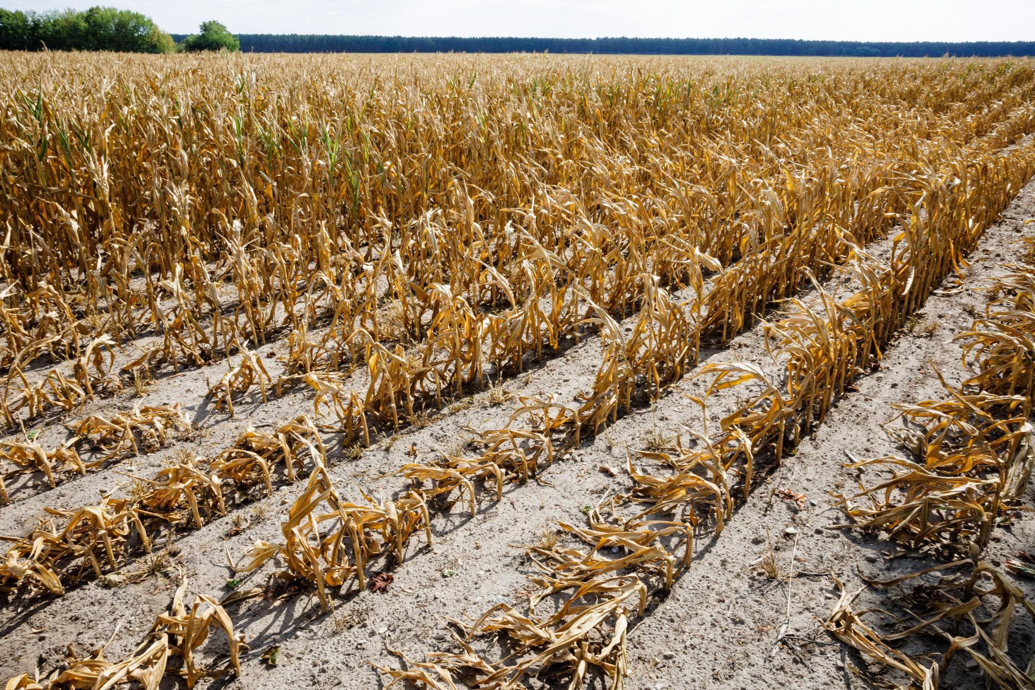 The perfect storm gathering over global food security