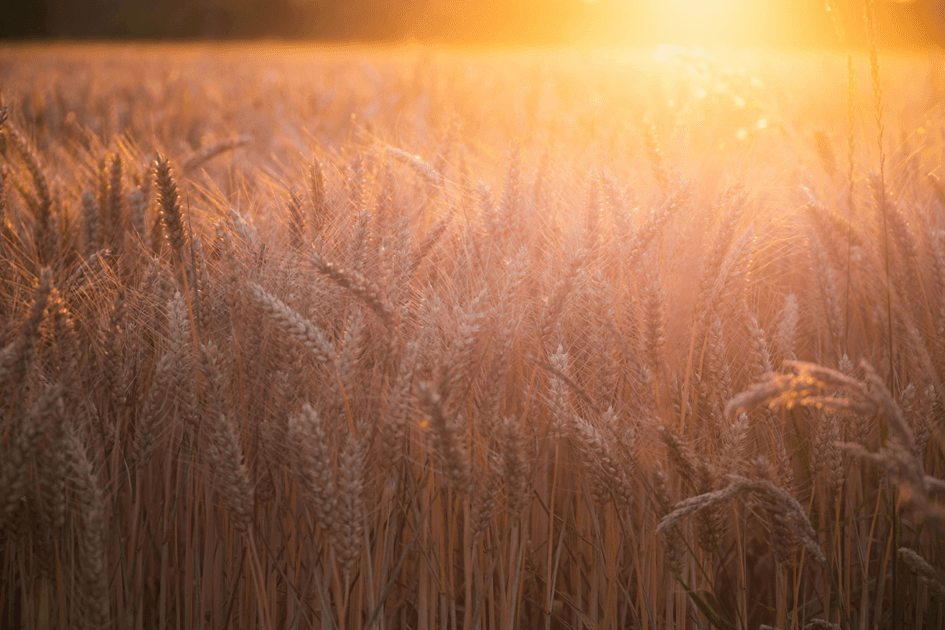 When the seasons shift: How climate change is rewriting crop cycles